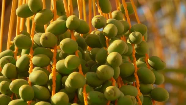 Close up panorama raw green fruits of the date palm — ストック動画