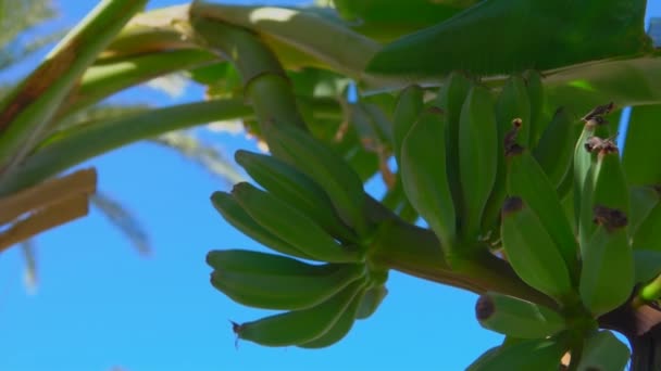 Цветок бананового дерева, растущий с зелеными фруктами на фоне голубого неба — стоковое видео