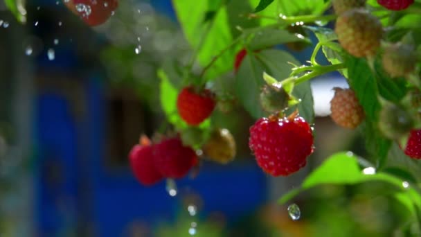 Drops of a summer rain are falling on the ripe juicy raspberries on the branch — Stok video