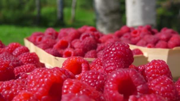 Red raspberry is falling onto the pile of juicy berries in a basket outdoors — Stockvideo