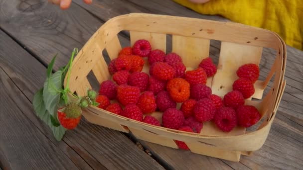 Hand takes a red ripe juicy raspberry out of basket laying on the wooden table — Stock video