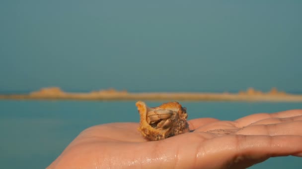 Small hermit crab crawls on the palm on a background of blue sea — Stock videók