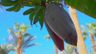 Banana tree flower is growing with a bunch of raw green fruits a banana tree