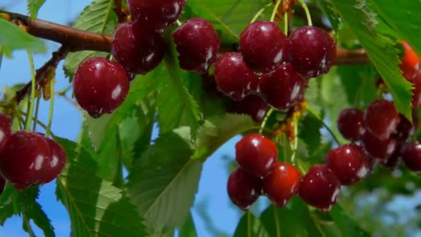 Wet red cherries from on tree branch on the background of the clear blue sky — Stok video