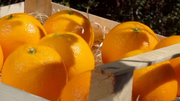 Женская рука берет спелый апельсин из деревянной коробки — стоковое видео