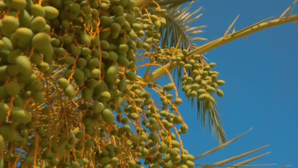 Close up of the date palm with green fruits on the background of a sky — 图库视频影像