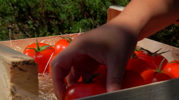Женская рука кладет спелые сочные красные помидоры в деревянную коробку в солнечный день — стоковое видео