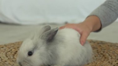 Childs hand is caressing tenderly a grey fluffy little rabbit 