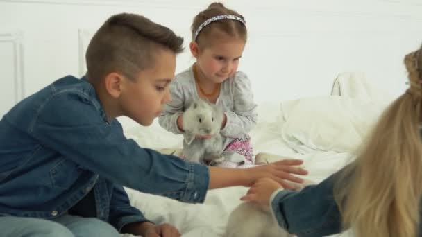 Les enfants touchent tendrement un mignon lapin gris moelleux — Video