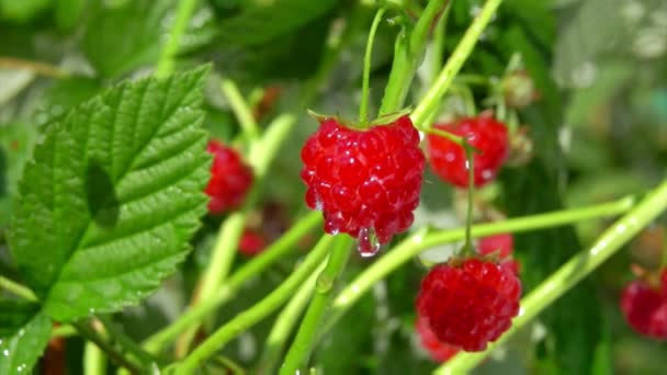 Drops of a rain are falling on the ripe juicy raspberries on the bush — Stock Video