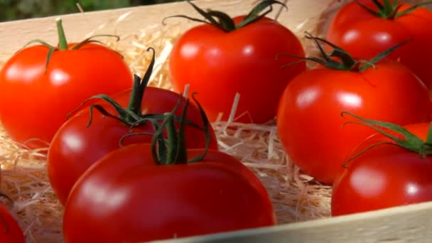Movimiento panorámico por los jugosos tomates rojos en una caja de madera — Vídeos de Stock