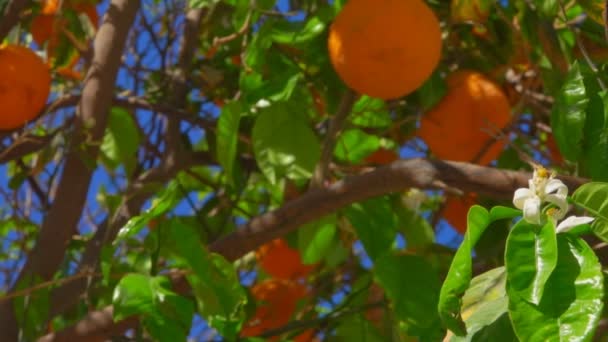 Ветка с апельсинами и цветами на цитрусовом дереве — стоковое видео