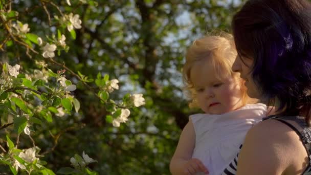 Mom with a little daughter looking at the flowers on the apple tree — Stock Video