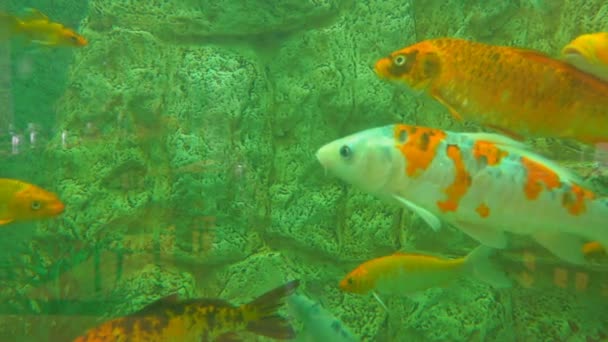 Nell'acquario nuotano specie commestibili di pesci tropicali — Video Stock