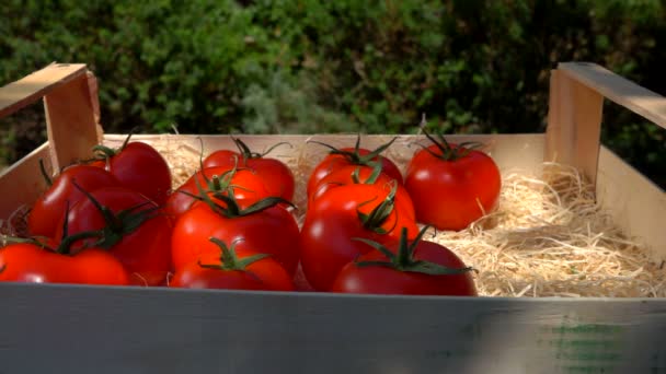 Mão feminina coloca tomates vermelhos maduros com água na boca em uma caixa com aparas de madeira — Vídeo de Stock