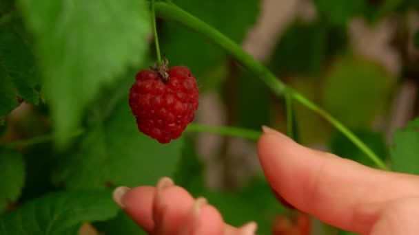 Weibliche Hand nimmt reife saftige Himbeere vom Zweig — Stockvideo