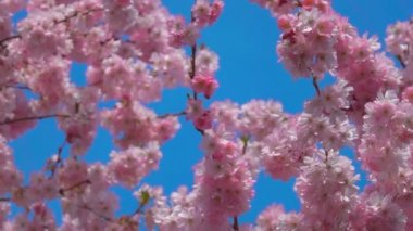 Rüzgar, güneşli bir bahar gününde kiraz ağacı çiçeklerinin üzerinden esiyor.
