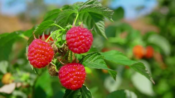 Panorama of a raspberries on the branch on the background of a blue sky — Stock Video