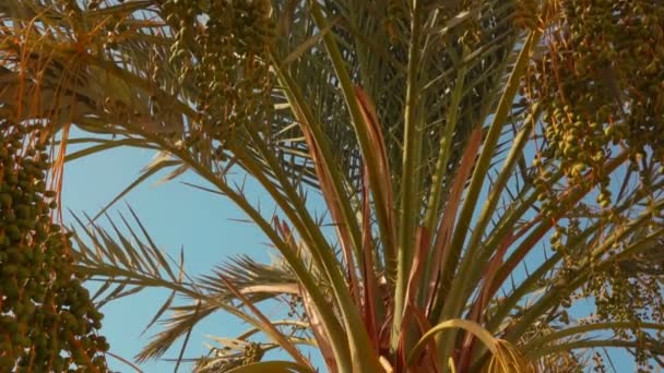 Panorama de la palmera datilera con frutos verdes crudos — Vídeos de Stock