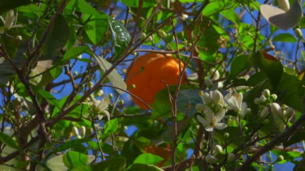 Naranjas maduras y flores en el árbol en el fondo del cielo azul claro — Vídeo de stock