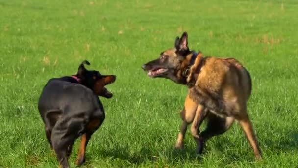 Doberman e Pastor Belga estão jogando no campo verde — Vídeo de Stock