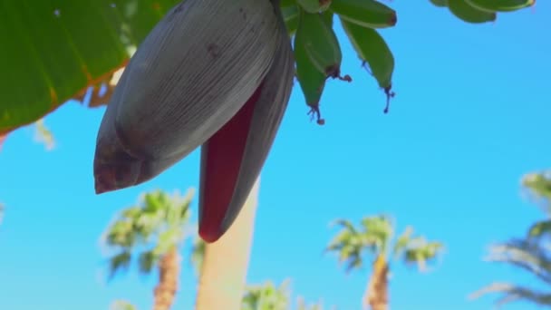 Panorama de frutos de banana verdes com flor que cresce em uma bananeira — Vídeo de Stock