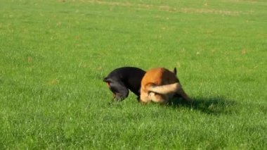 Doberman ve Belçikalı Çoban Malinois yeşil alanda koşuyorlar.