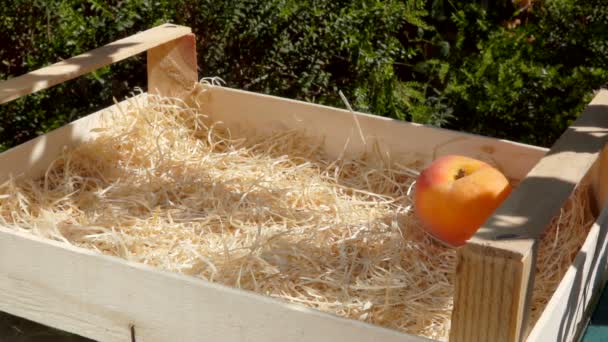 Rijp sappige perzik in een houten doos in een tuin op een zonnige zomerdag — Stockvideo