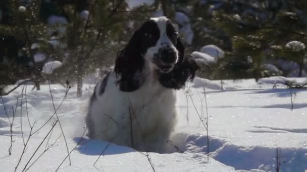 Glad svart och vit engelska cocker spaniel hoppar i snön — Stockvideo