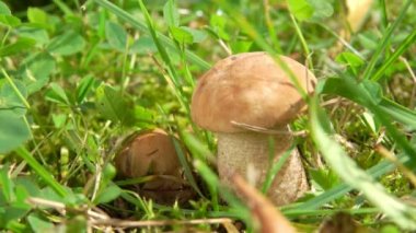 Bir kadının eli çimlerden taze mantar topluyor.