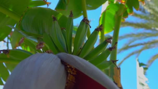 Primer plano de flor de plátano creciendo con un ramo de frutas verdes crudas — Vídeo de stock