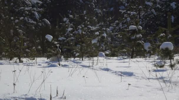 Blanco y negro inglés gallo spaniel está corriendo a través de la nieve — Vídeo de stock