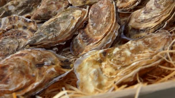 Fechar-se de ostras frescas em umas aparas de madeira em uma caixa — Vídeo de Stock