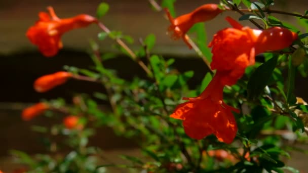 Hermosas flores de color naranja están floreciendo en el arbusto al sur de Francia — Vídeos de Stock