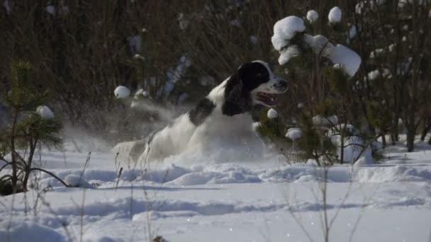 Blanco y negro inglés gallo spaniel está corriendo a través de la nieve para el anfitrión — Vídeo de stock