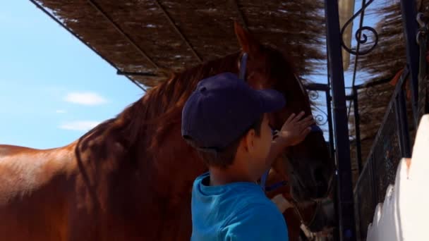 Маленький хлопчик у блакитному бейсбольному капелюсі торкається коня — стокове відео