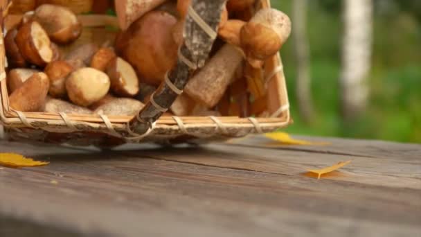 Großaufnahme eines Birkenkorbs mit frisch gepflückten Pilzen fällt auf den Tisch — Stockvideo