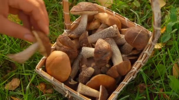 Рука кладет свежесобранный гриб в корзину в траве — стоковое видео