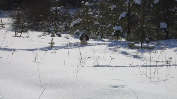 Το Αγγλικό κόκερ σπάνιελ τρέχει μέσα από το χιόνι στην προπόνηση. — Αρχείο Βίντεο