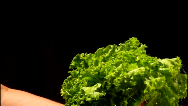 Рука клацає купою вологого зеленого салату на чорному тлі — стокове відео