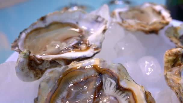 Primer plano de ostras frescas en un plato blanco en el hielo — Vídeos de Stock