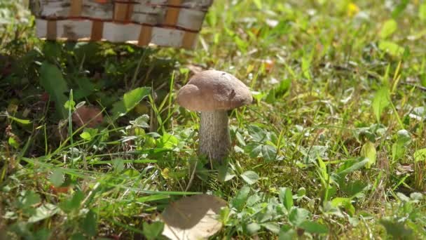 Березовая корзина помещается рядом с красивым свежим грибом, растущим в траве — стоковое видео