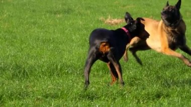 Doberman ve Belçika çobanı yeşil alanda oynayıp koşuyorlar.