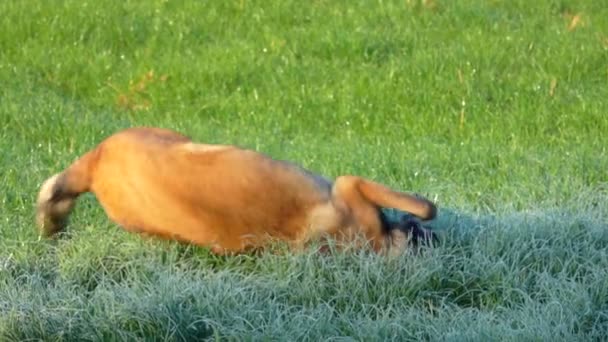 Owczarek belgijski Malinois gra na zielonym polu — Wideo stockowe