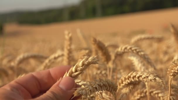 Kobieta dotyka i bada uszy dojrzałej złotej pszenicy — Wideo stockowe