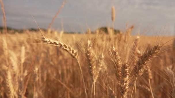 Geniş bir tarlanın arka planında olgun altın buğday manzarası — Stok video