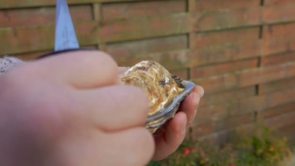 Hand öppnar färska läckra ostron på bakgrunden av trästaket — Stockvideo