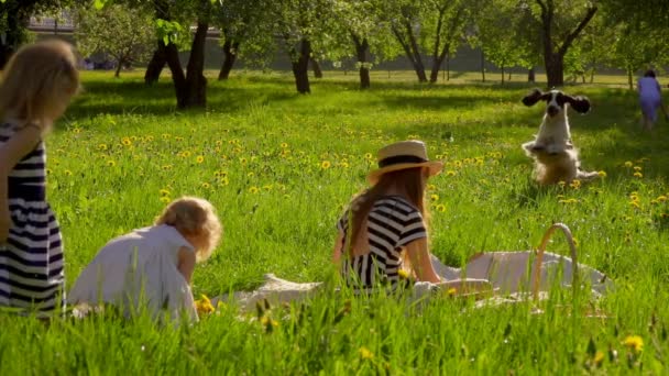 Tres hermosas chicas en vestidos a rayas están recogiendo flores en el jardín — Vídeos de Stock