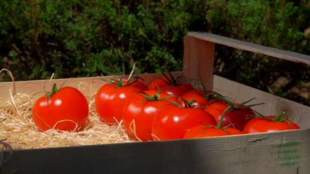 Kadın eli olgun, sulu kırmızı domatesleri talaş dolu tahta bir kutuya koyar. — Stok video