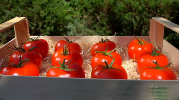 Tomates vermelhos maduros que colocam na caixa de madeira com aparas no dia ensolarado de verão — Vídeo de Stock